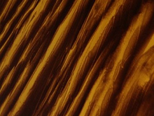 Amber tigerstripe, small sheet